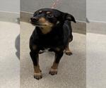 Small Miniature Pinscher Mix