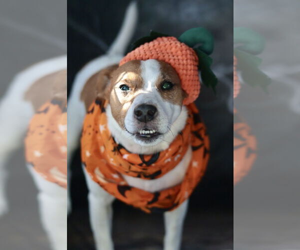 Medium Photo #52 Mutt Puppy For Sale in Philadelphia, PA, USA