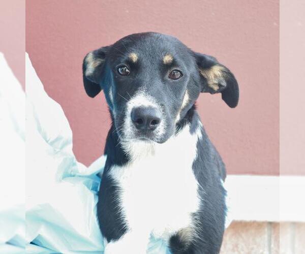 Medium Photo #1 Mutt Puppy For Sale in San Antonio, TX, USA