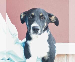 Mutt Dogs for adoption in San Antonio, TX, USA
