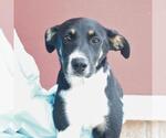 Small Mutt