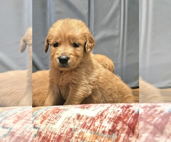 Medium Photo #3 Golden Retriever Puppy For Sale in SALISBURY, NC, USA