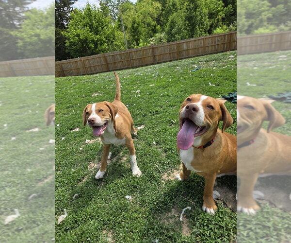Medium Photo #8 Beabull Puppy For Sale in Aurora, IN, USA