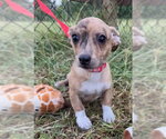 Small #4 Chihuahua Mix