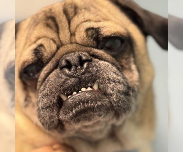 Medium Photo #2 Pug Puppy For Sale in Banning, CA, USA