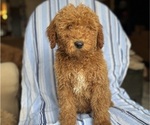 Small Photo #12 Goldendoodle (Miniature) Puppy For Sale in SAN FERNANDO, CA, USA