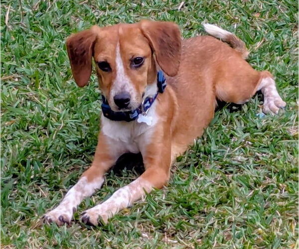 Medium Photo #2 Beagle-Unknown Mix Puppy For Sale in Dunnellon, FL, USA