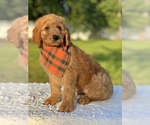 Small Photo #1 Goldendoodle Puppy For Sale in FROSTPROOF, FL, USA