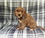 Small #6 Cavapoo