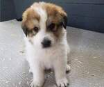 Puppy 2 Border Collie-Great Pyrenees Mix
