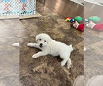 Small #4 Great Pyrenees