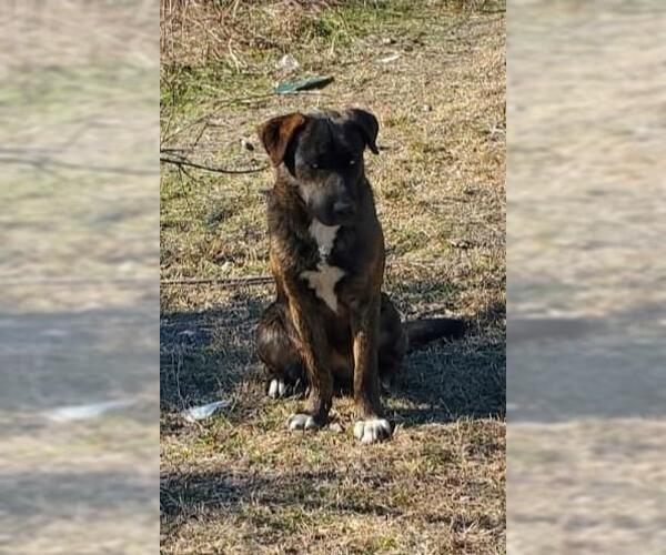 Medium Photo #4 Gerberian Shepsky Puppy For Sale in Rockwall, TX, USA
