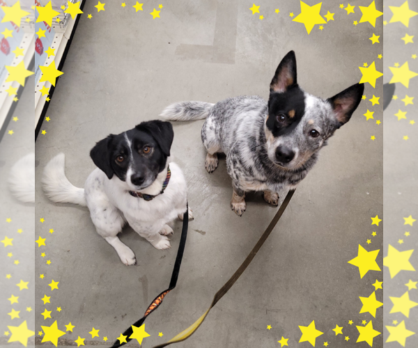 Medium Photo #3 Mutt Puppy For Sale in FAIRLAWN, OH, USA