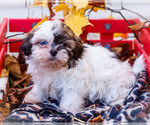 Small Photo #46 Shih Tzu Puppy For Sale in WAKARUSA, IN, USA