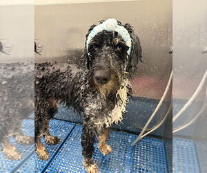 Bernedoodle Dogs for adoption in Valrico, FL, USA