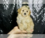 Puppy Cheeto Maltipoo
