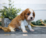 Small Photo #6 Cavalier King Charles Spaniel Puppy For Sale in GOSHEN, IN, USA