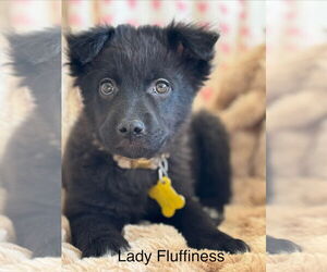 Collie-Unknown Mix Dogs for adoption in Sandy, UT, USA