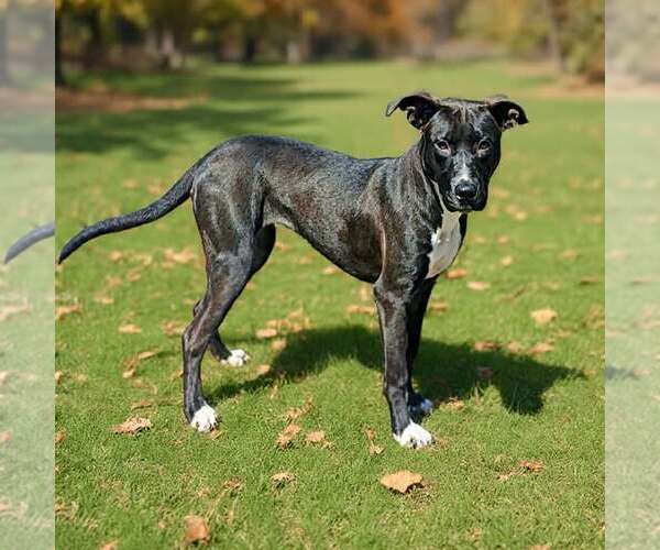 Medium Photo #9 Mutt Puppy For Sale in Talladega, AL, USA