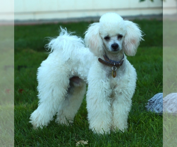 Medium Photo #1 F2 Aussiedoodle Puppy For Sale in SUISUN CITY, CA, USA