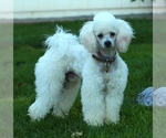 Small Photo #1 F2 Aussiedoodle Puppy For Sale in SUISUN CITY, CA, USA