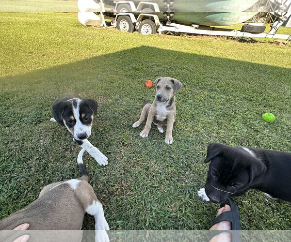Medium Photo #3 Labrador Retriever-Unknown Mix Puppy For Sale in Garner, NC, USA