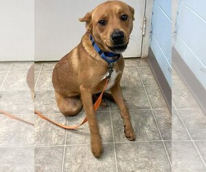 Beagle-Chesapeake Bay Retriever Mix Dogs for adoption in Rustburg, VA, USA