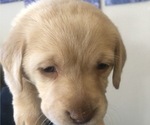 Small Photo #3 Labrador Retriever Puppy For Sale in FRESNO, CA, USA