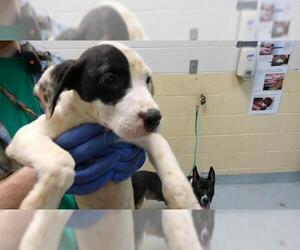 Labrador Retriever-Unknown Mix Dogs for adoption in Tulsa, OK, USA