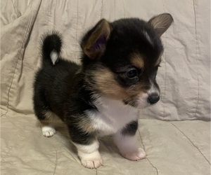 Medium Pembroke Welsh Corgi