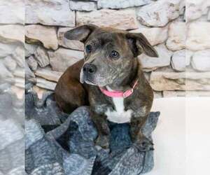 Miniature English Bulldach Dogs for adoption in Kennesaw, GA, USA