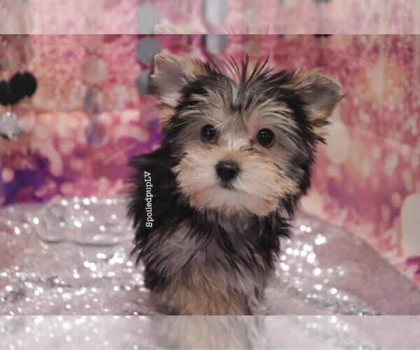 Medium Photo #4 Morkie Puppy For Sale in LAS VEGAS, NV, USA