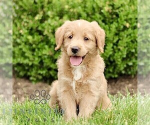 Miniature Labradoodle Puppy for sale in STRASBURG, PA, USA