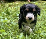 Puppy Spark Border Collie-Goldendoodle Mix