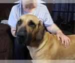 Small #6 Fila Brasileiro