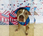 Small Photo #1  Puppy For Sale in , 