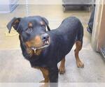 Small Rottweiler