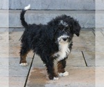 Small #3 Bernedoodle (Miniature)