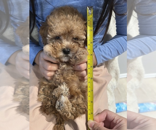 Medium Photo #15 Poodle (Toy)-ShihPoo Mix Puppy For Sale in FARMINGTON, MI, USA