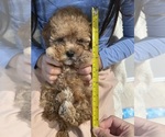 Small Photo #15 Poodle (Toy)-ShihPoo Mix Puppy For Sale in FARMINGTON, MI, USA