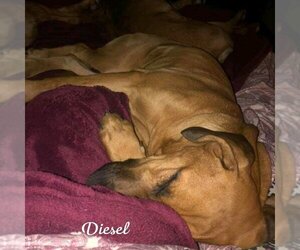 Diesel - Male Labrador Retriever-Unknown Mix Dog for Adoption - Photo #2
