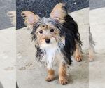 Small #1 Mutt