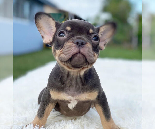 Medium Photo #5 French Bulldog Puppy For Sale in HILLSBORO BCH, FL, USA