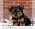 Small #3 Yorkshire Terrier