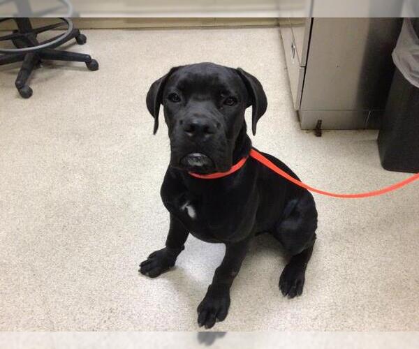 Medium Photo #1 Mastiff-Unknown Mix Puppy For Sale in Riverside, CA, USA