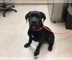 Small Mastiff Mix