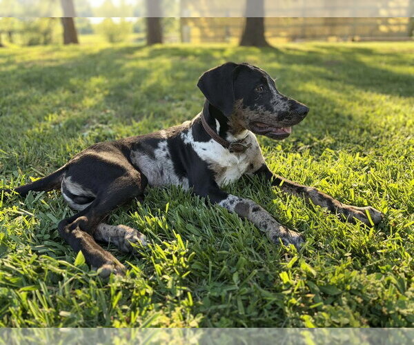Medium Photo #4 American Pit Bull Terrier-Doberman Pinscher Mix Puppy For Sale in Evansville, IN, USA