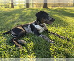 Small #3 American Pit Bull Terrier-Doberman Pinscher Mix