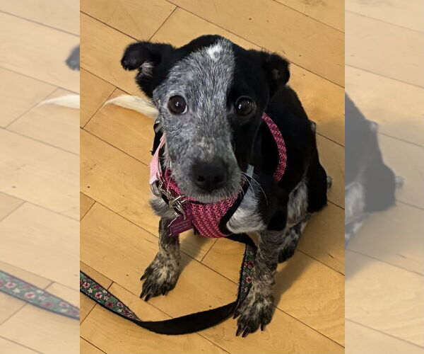 Medium Photo #1 Mutt Puppy For Sale in Mundelein, IL, USA