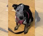 Small Mutt